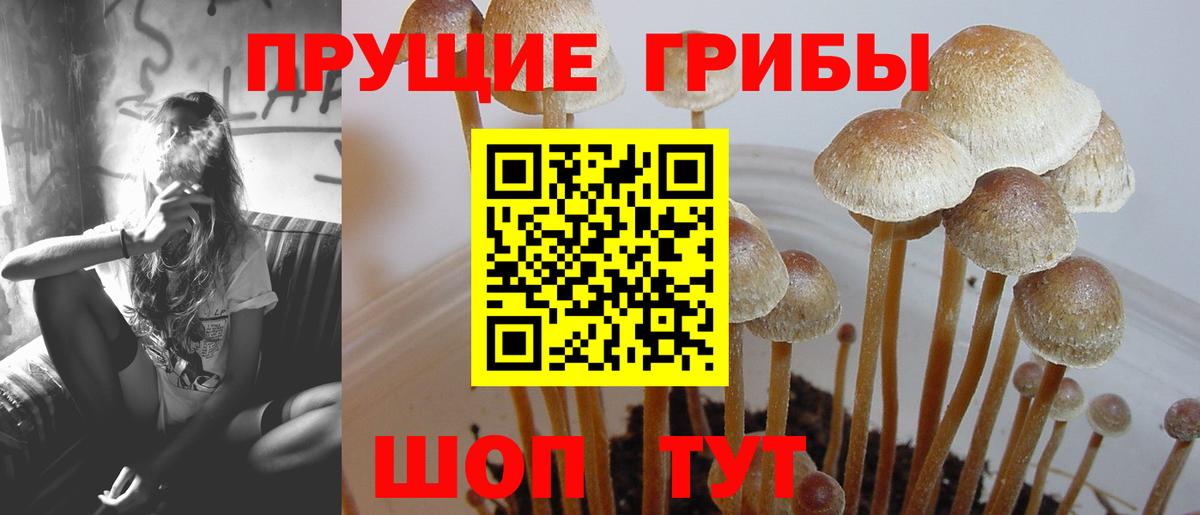 Железногорск  Псилоцибиновые грибы ЛСД  Вход с VPN 